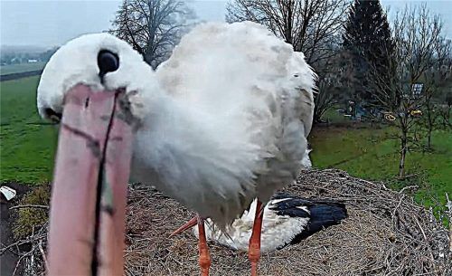 Hat in puncto Webcam keinerlei Berührungsängste: Storch Felix, während Störchin Kaira im Hintergrund auf den Eiern brütet. Foto www.storchennest-kolbermoor.de