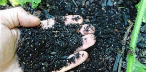 Hochwertige Erde für gesunde Pflanzen.Foto Klimafarmer