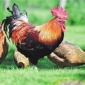 Federvieh im Vorgarten