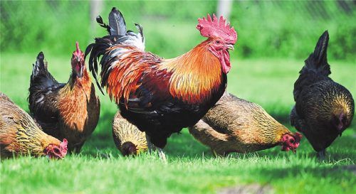 Hühner sind keine normalen Haustiere – das sollte bei der Haltung im Wohngebiet klar sein. Foto Smarterpix/monticello