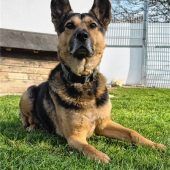 Rocky, das kleine Powerpaket