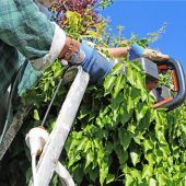 Heckenschnitt im Frühling