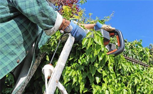 Im Frühling greifen viele Hobbygärtner zur Heckenschere.Foto Adobestock