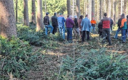 Im Vordergrund sind die jungen Tannen, im Hintergrund die Veranstaltungsteilnehmer mit Forstdirektor Marius Benner mit der roten Jacke in der Mitte zu sehen. Foto re