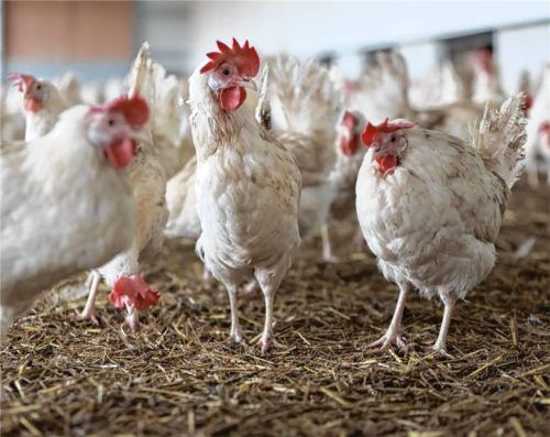 In einem Hühnerstall in Söchtenau entdeckten Polizisten und Mitarbeiter des Rosenheimer Veterinäramts nach einem anonymen Tipp im Frühjahr 2024 Kadaverreste sowie weitere Hinweise auf Missstände. In Traunstein wurde der Prozess gegen den Landwirt neu aufgerollt. Foto dpa (Symbolfoto)