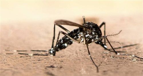 In Südeuropa ist die gefährliche Krankheiten übertragende Asiatische Tigermücke schon länger heimisch, seit einiger Zeit breitet sie sich auch in Bayern aus. Foto picture alliance/dpa/KEYSTONE