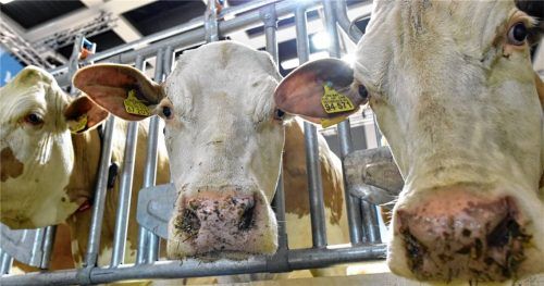 Kühe, die weniger Milch geben als der Durchschnitt, bieten das größte Potenzial. „Um die muss man sich kümmern“, sagte Dr. Corinna Schneider vom Tiergesundheitsdienst Bayern bei der Mitgliederversammlung der Milcherzeugergemeinschaft (MeG) Altötting-Mühldorf. Foto dpa