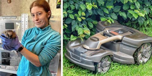 Mähroboter machen vor kleinen Tieren wie Igeln nicht Halt. Die landen dann schwer verletzt bei Steffi Katzwinkel und werden von ihr aufwendig wieder gesund gepflegt.Fotos  Latta/dpa