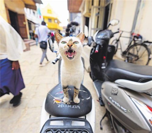 Manchmal kratzbürstig, aber zwischendrin auch wieder ganz sanftmütig: ein kleiner Frechsdachs auf Sansibar. Fotos Andrew Marttila/Katzen der Welt (Frederking & Thaler Verlag)