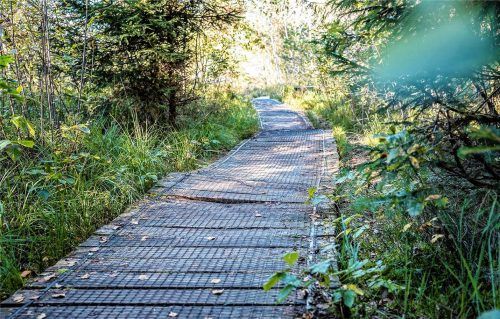 Morsche Wege, ein großer Erhaltungsaufwand und derzeit kein Aushängeschild: Dennoch zieht die Sterntaler Filze jedes Jahr viele Besucher an. Foto Kriechbaumer
