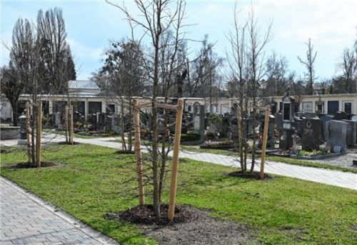 Schmale Bäume, aber große Wirkung: Diese neuen Ambern sollen im Sommer Schatten spenden. Fotos Schlecker