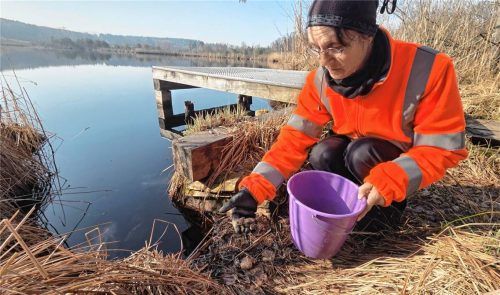 Seit knapp 25 Jahren engagiert sich Renate Linke-Haas als Krötensammlerin. Die Vorsitzende der Ortsgruppe Prutting-Söchtenau und acht weitere Ehrenamtler helfen zwischen Februar und April Erdkröten auf ihrer Wanderung rund um Siferling (Gemeinde Söchtenau). Dafür sperren sie teilweise auch die Straße.Fotos  Blum