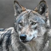 Der einsame Wolf im Chiemgau