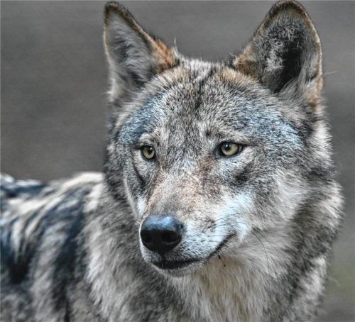 Seit mindestens zwei Jahren streift ein Wolf durch die Chiemgauer Alpen. Foto DPA