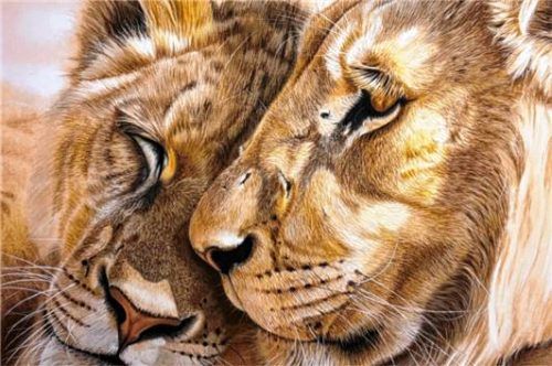 Stephanie Steinmetz: „Löwen“ (Zeichnung). Foto giesen