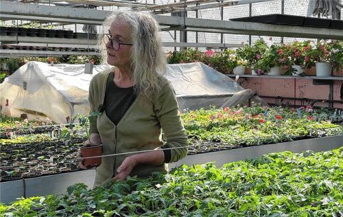 Tomaten brauchen zwar etwas mehr Pflege, dafür tragen sie oft den ganzen Sommer über Früchte. Fotos Aberle