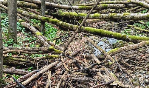Totholz und Geschiebe im Hundsgraben können den Abfluss blockieren – beim Starkregen 2024 führten solche Verklausungen zu schweren Schäden unterhalb der Burgruine Falkenstein. Das Foto entstand oberhalb der Burgruine.Foto  re