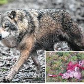 Wolfsverdacht bei Dorfen