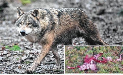 Vermutlich ein Wolf hat dieses Reh (kleines Foto rechts unten) gerissen – nicht sehr weit von der Landkreisgrenze entfernt. Foto dpa/picture alliance/Bernd Weißbrod - Privat