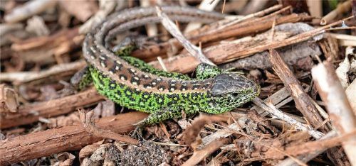 Von Zauneidechsen und Bau-Turbos: Unterwössens Weg in die Zukunft. Foto Sven Hoppe/dpa