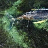 Bei Timmy schlagen die Wogen hoch