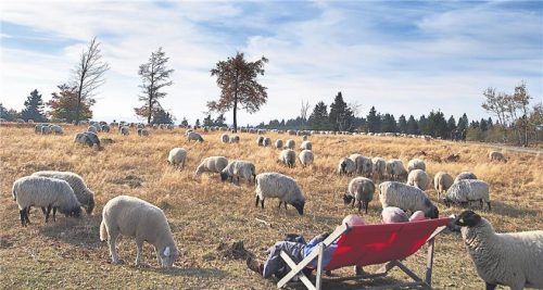 Wandern hinter Schmallenberg: das ist Natur und Schafe pur (gr. F.). Hubertus Dünnebacke macht Schmiedekunst (r.). Fotos Picture Alliance/ dpa-tmn/ Bernd F. Meier