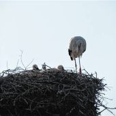 Drei Jungstörche im Nest