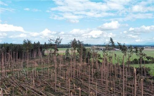 Als wenn eine gewaltige Faust zugeschlagen hätte: eine der Waldflächen, die 2021 bei Obing von einem Orkan schwer verwüstet worden war. Foto AELF Traunstein
