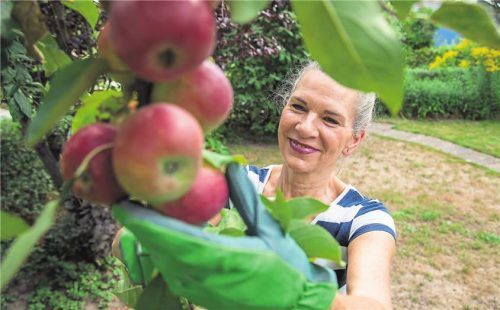 Auch im Frühjahr darf noch so mancher Obstbaum in die Erde. Foto picture alliance/dpa/Christin Klose