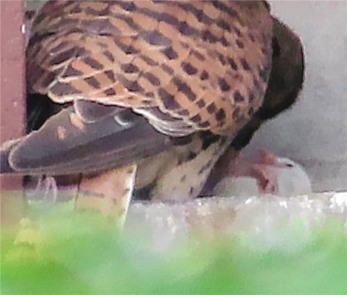 Auch wenn die Aufnahme aufgrund der Entfernung etwas grobkörnig ist, ist doch klar zu erkennen, wie ein Turmfalke die Küken füttert. Foto Oschmann
