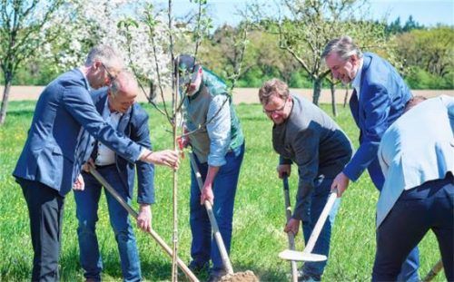 Beim Einpflanzen: (von links) Veit Hartsperger, scheidender BBV-Geschäftsführer, Richard Straubinger, Ulrich Niederschweiberer, Stefan Stelzeneder und Günther Felßner, Präsident des Bayerischen Bauernverbandes. Foto von Bein