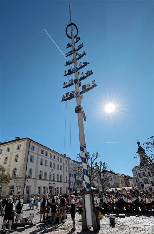 Der Traunsteiner Maibaum steht. Foto Wittenzellner