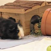 Zweite Chance für ausgesetzte Tiere