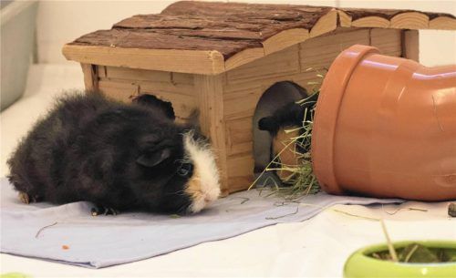 Ganz schön erfinderisch: Die letzten der gefundenen Meerschweinchen im Tierheim Ostermünchen haben sich das Heu vors Häuschen gezogen, machen quasi „Frühstück im Bett“.