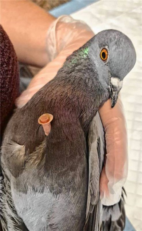 Die Stadttaube wurde am Inndamm mit einem Pfeil im Körper gefunden. Fotos Wildvogelhilfe Roßhart
