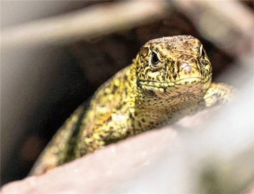 Ein Kiesgrubenbesitzer aus dem Landkreis Mühldorf soll aus wirtschaftlichen Gründen 100 Zauneidechsen getötet haben. So der Vorwurf vor dem Amtsgericht Mühldorf. Foto dpa