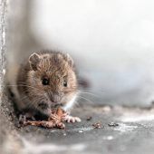 Rosenheimer Experte über Hantavirus-Gefahr