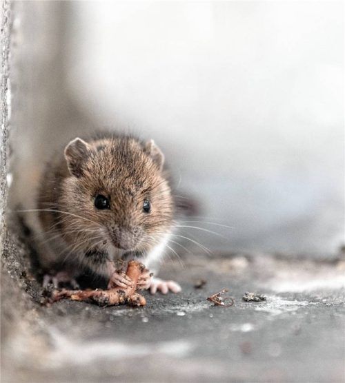 Eine Rötelmaus, die das Virus übertragen kann. Foto dpa/dpa