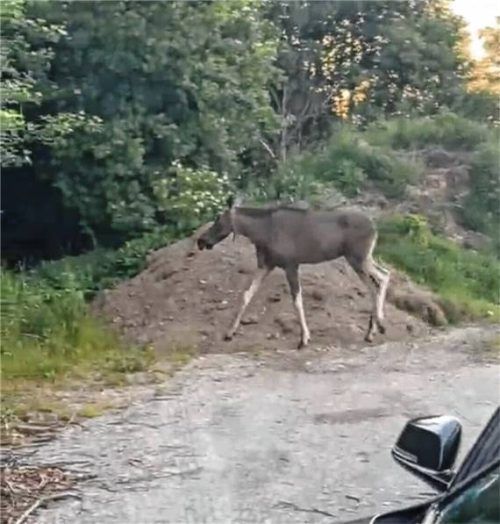 Elch Emil ist scheinbar an der Grenze zum Landkreis Rosenheim unterwegs. Dabei soll er auch in der Nähe der Gemeinde Feldkirchen-Westerham gewesen sein. Foto Privat