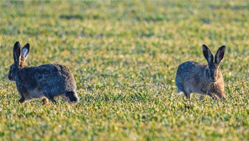 Feldhasen können die Hasenpest übertragen. Foto dpa