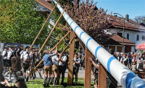 Hauruck: Die Willinger Burschen stemmten mit vereinten Kräften den geschmückten Baum am Gmoahof in die Höhe. Fotos re