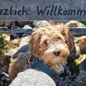 Wauzi-Wellness auf der Blickner Alm