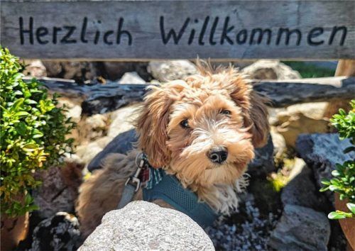 Hund (Symbol) Lars Becker