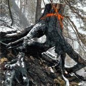 Feuer am Saurüsselkopf: Katastrophenfall beendet