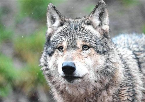 In der Nähe von Kufstein wurde ein Wolf entnommen. Foto dpa