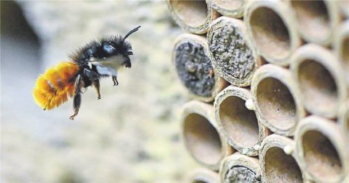 Insektenhotels kommen in erster Linie oberirdisch nistenden Wildbienenarten zugute, etwa der Gehörnten Mauerbiene. Foto PATRICK PLEUL / DPA
