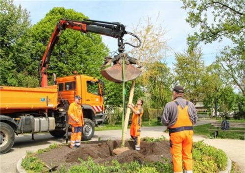 Mitarbeiter des Kolbermoorer Bauhofs bei der Neupflanzung eines Baumes am Karl-Daniels-Platz. Foto Riediger
