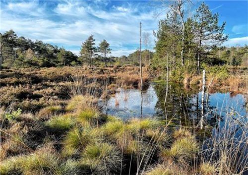 Moorlandschaften wie die Ahamer Filze speichern große Mengen Wasser und Kohlendioxid und bieten zahlreichen seltenen Tier- und Pflanzenarten Lebensraum. Foto Landratsamt Rosenheim.