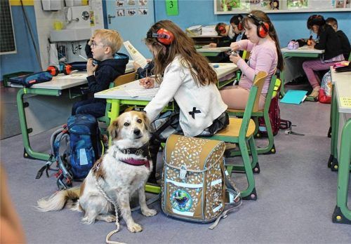 Tessie sitzt während des Unterrichts zwischen den Schulkindern im Klassenzimmer und sorgt für eine ruhige, konzentrierte Lernatmosphäre. Foto Huckemeyer