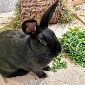 Bonni wurde im Wald sich selbst überlassen